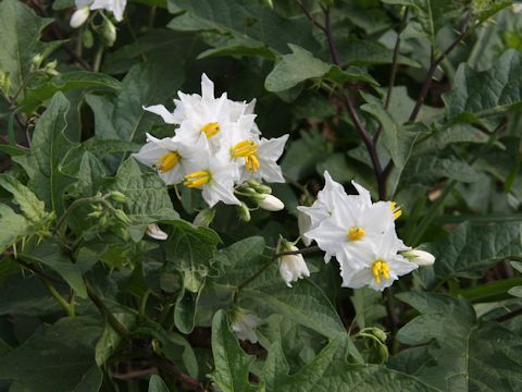 Solanum carolinense