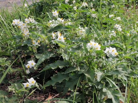 Solanum carolinense