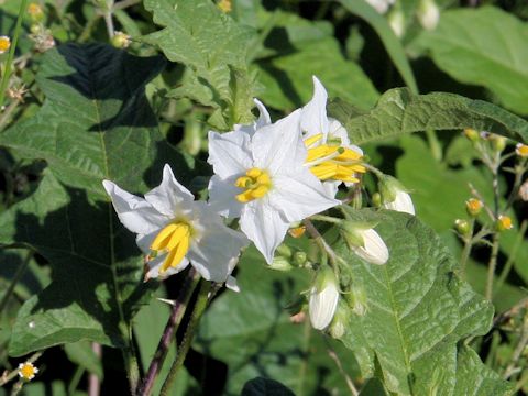 Solanum carolinense