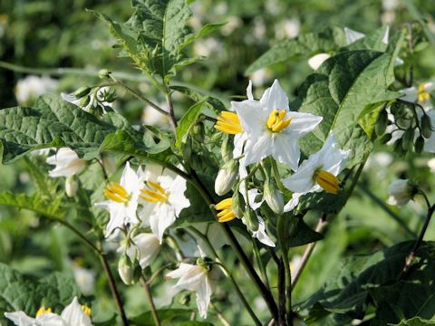 Solanum carolinense