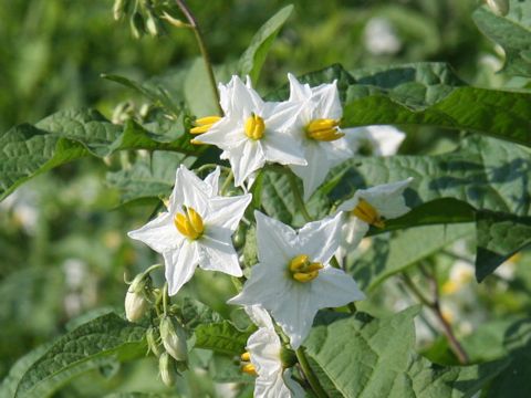 Solanum carolinense