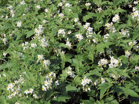 Solanum carolinense