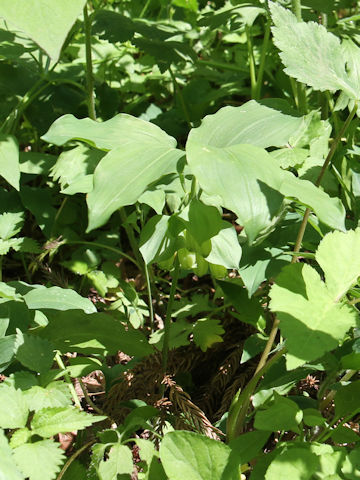 Polygonatum involucratum