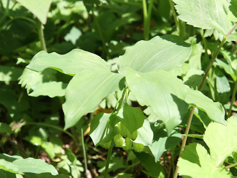 Polygonatum involucratum