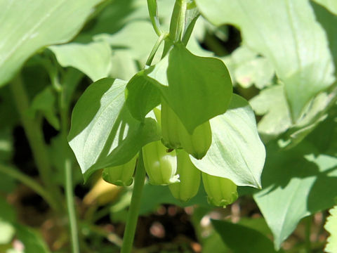 Polygonatum involucratum