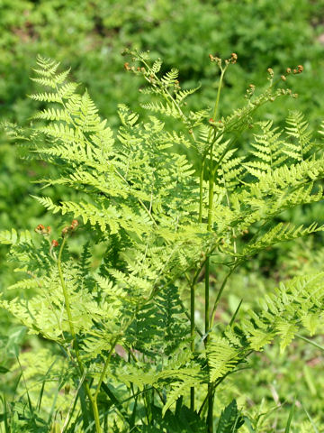 Pteridium aquilinum var. latiusculum