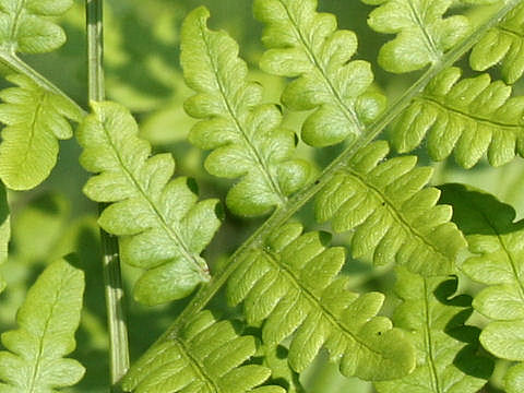 Pteridium aquilinum var. latiusculum