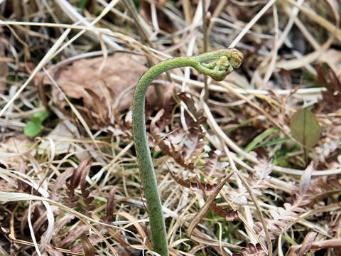 Pteridium aquilinum var. latiusculum