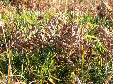 Pteridium aquilinum var. latiusculum