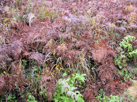 Pteridium aquilinum var. latiusculum