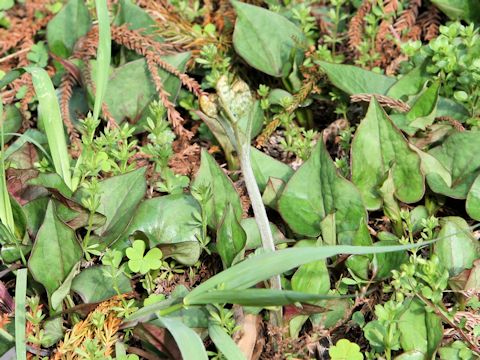 Pteridium aquilinum var. latiusculum