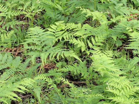 Pteridium aquilinum var. latiusculum