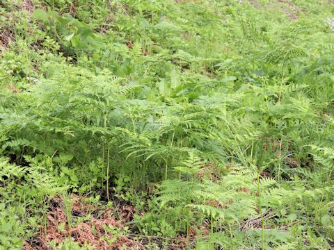 Pteridium aquilinum var. latiusculum