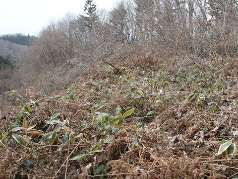 Pteridium aquilinum var. latiusculum