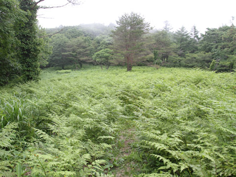 Pteridium aquilinum var. latiusculum