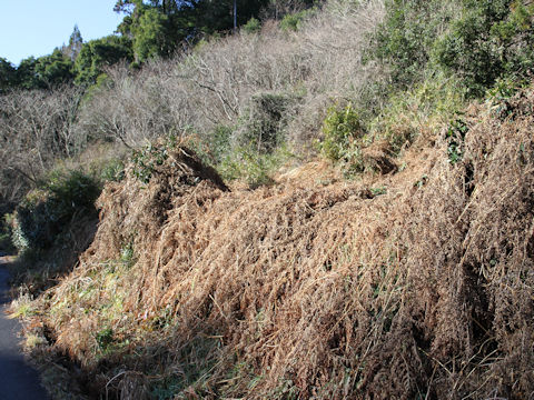 Pteridium aquilinum var. latiusculum