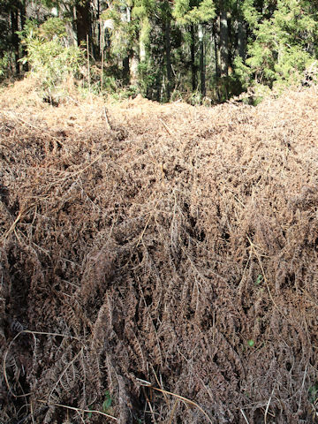 Pteridium aquilinum var. latiusculum