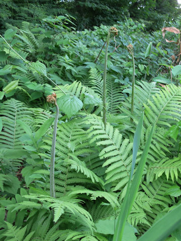 Pteridium aquilinum var. latiusculum