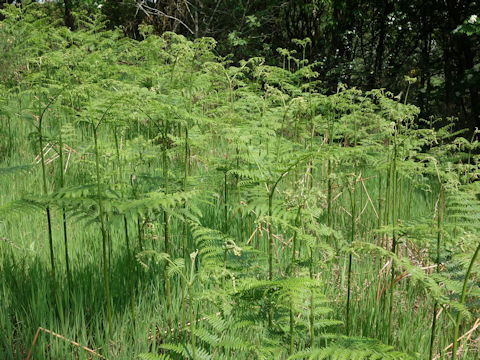 Pteridium aquilinum var. latiusculum