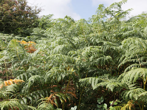 Pteridium aquilinum var. latiusculum