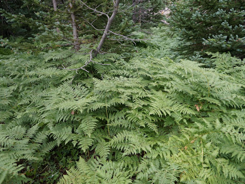 Pteridium aquilinum var. latiusculum