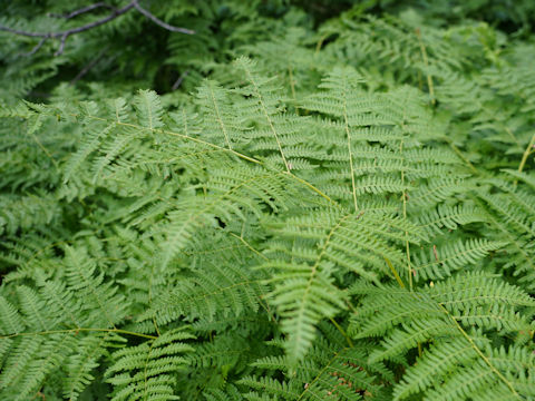 Pteridium aquilinum var. latiusculum