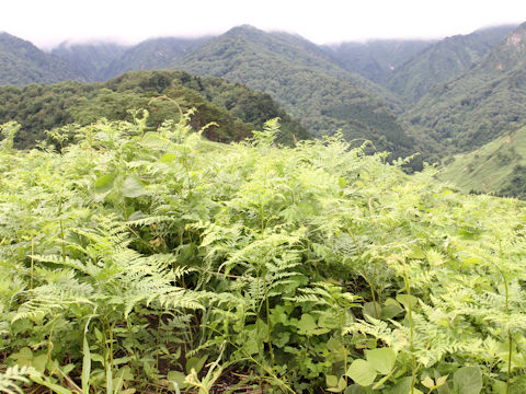 Pteridium aquilinum var. latiusculum