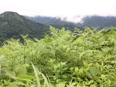 Pteridium aquilinum var. latiusculum