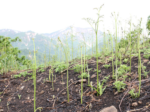 Pteridium aquilinum var. latiusculum