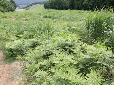 Pteridium aquilinum var. latiusculum