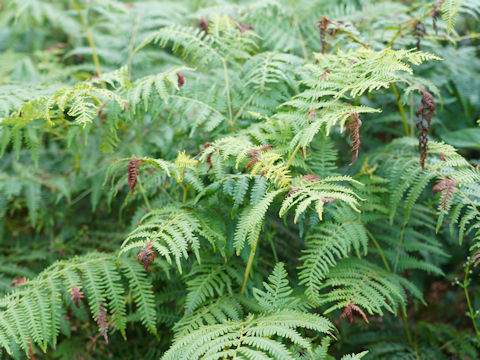 Pteridium aquilinum var. latiusculum