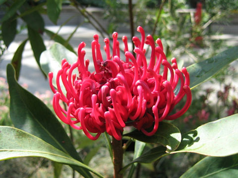 Telopea speciosissima