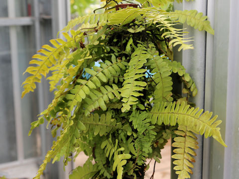 Arthropteris palisotii