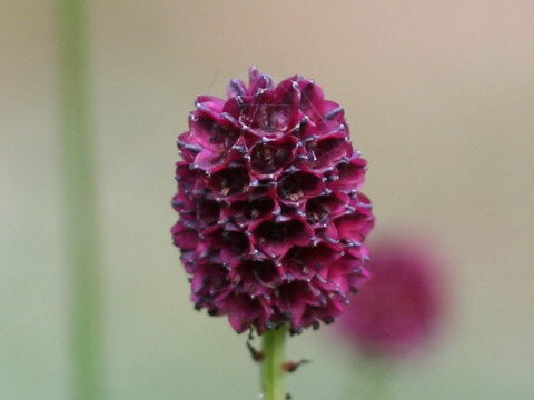 Sanguisorba officnalis