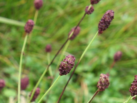 Sanguisorba officnalis