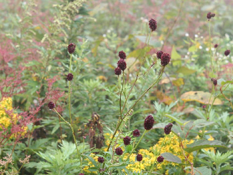 Sanguisorba officnalis