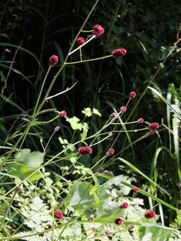 Sanguisorba officnalis