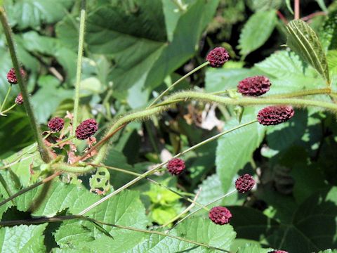 Sanguisorba officnalis