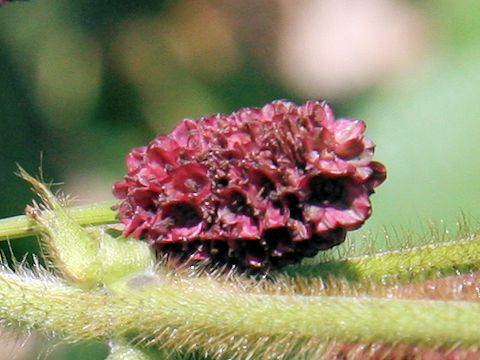 Sanguisorba officnalis