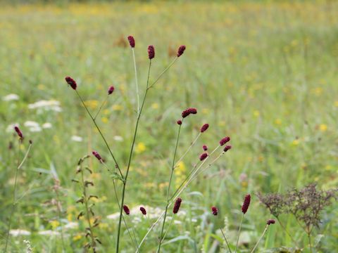 Sanguisorba officnalis