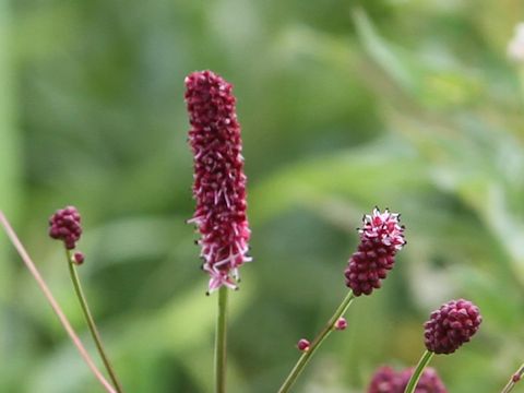 Sanguisorba officnalis