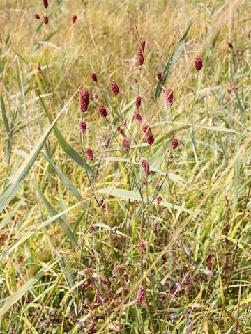 Sanguisorba officnalis