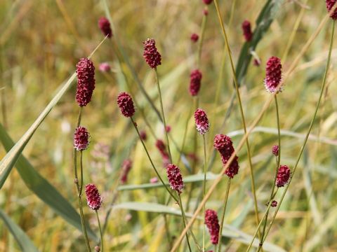 Sanguisorba officnalis