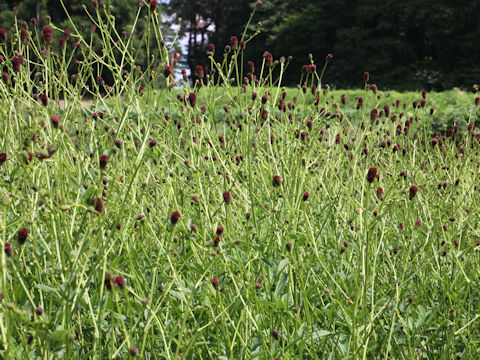 Sanguisorba officnalis