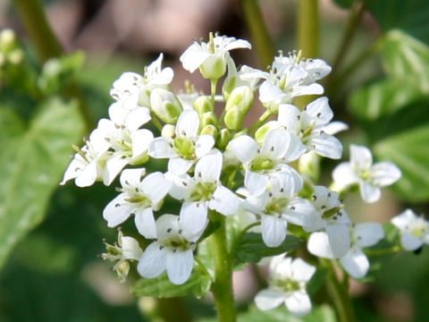 Wasabia japonica