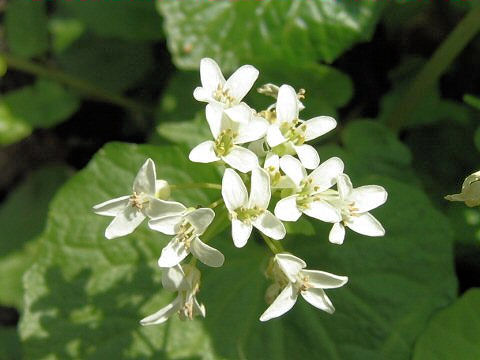 Wasabia japonica