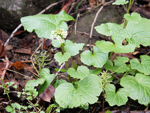 Wasabia japonica