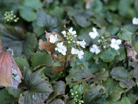 Wasabia japonica