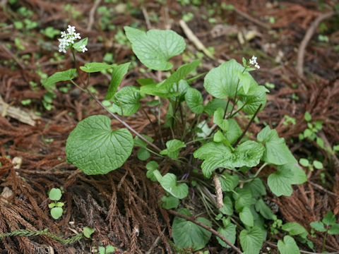 Wasabia japonica