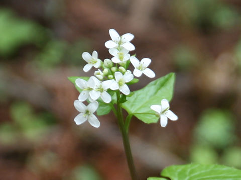 Wasabia japonica